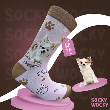 Chihuahua White Socks Tiny Dog Series