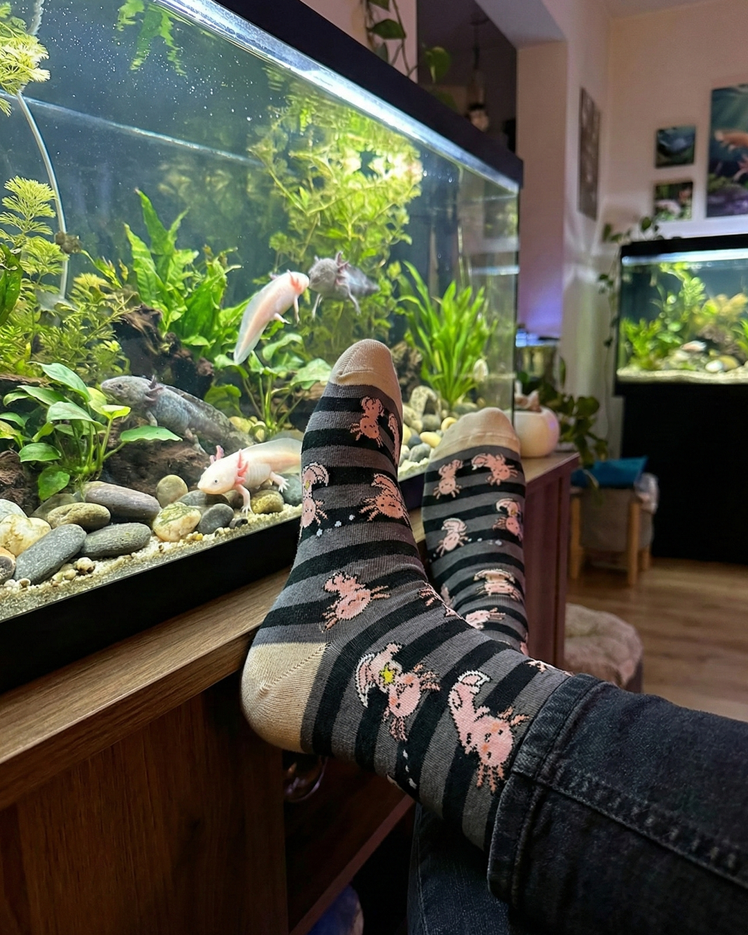 Animali